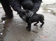 Nalezenec Bohumín dne 26.11.2008 - zv&ecaron;tšit