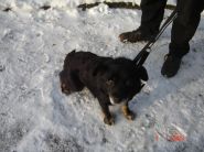 Nalezenec Bohumín dne 07.01.2009 - zv&ecaron;tšit
