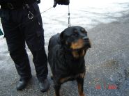 Nalezenec dne 17.01.2009 - zv&ecaron;tšit