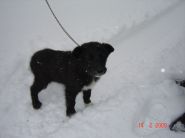 Nalezenec dne 14.02.2009 - zv&ecaron;tšit