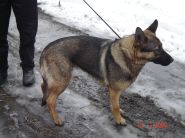 Nalezenec dne 27.02.2009 - zv&ecaron;tšit
