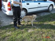 Nalezenec dne 03.04.2009 - zv&ecaron;tšit