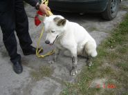 Nelezenec Rychvald dne 05.05.09 - zv&ecaron;tšit
