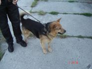 Nalezenec Rychvald dne 03.08.2008 - zv&ecaron;tšit